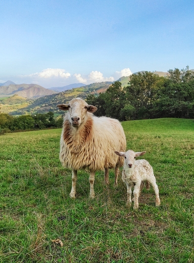 ferme ametzalde pays basque brebis et son agneau